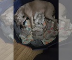Puppy Puppy 2 Weimaraner