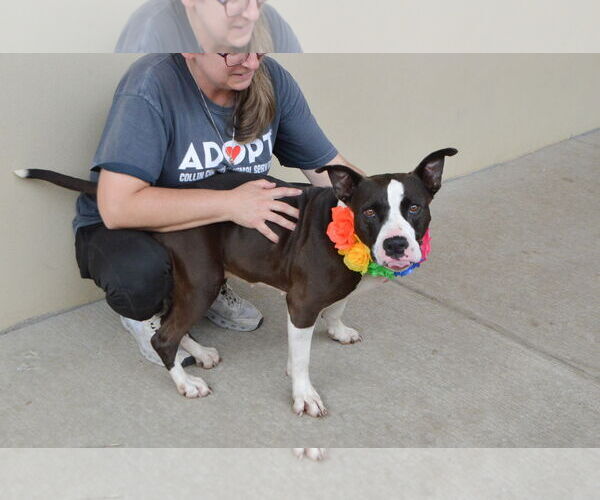 Medium Photo #3 American Pit Bull Terrier-Unknown Mix Puppy For Sale in McKinney, TX, USA