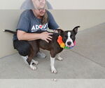 Small #2 American Pit Bull Terrier Mix