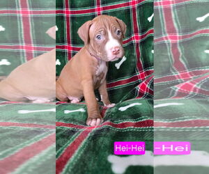 American Pit Bull Terrier-Unknown Mix Dogs for adoption in Duluth, MN, USA