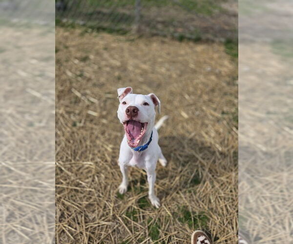 Medium Photo #3 American Pit Bull Terrier-Unknown Mix Puppy For Sale in Evansville, IN, USA