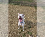 Small #2 American Pit Bull Terrier Mix