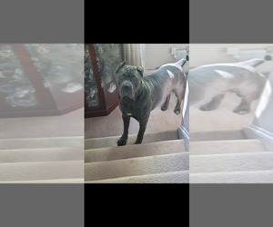 Mother of the Cane Corso puppies born on 05/09/2025