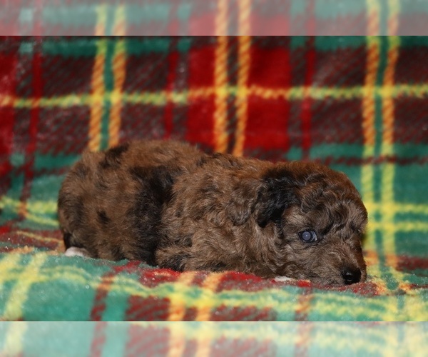 Medium Photo #3 Poodle (Toy) Puppy For Sale in DYERSBURG, TN, USA