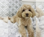 Small Photo #2 Poodle (Toy) Puppy For Sale in HILO, HI, USA