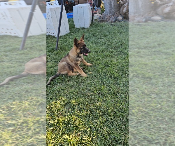 Medium Photo #6 German Shepherd Dog Puppy For Sale in MODESTO, CA, USA