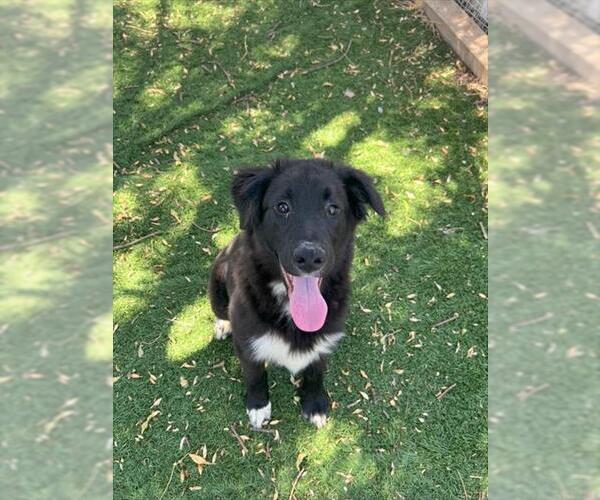 Medium Photo #1 Border Collie Puppy For Sale in Fremont, CA, USA
