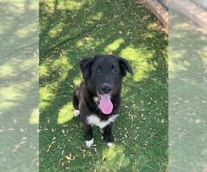 Border Collie Dogs for adoption in Fremont, CA, USA