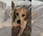 Chloe Grace - Female Beagle Dog for Adoption - Small photo