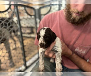 Doodle-Poodle (Standard) Mix Puppy for sale in DAHLONEGA, GA, USA