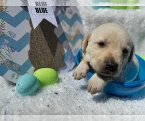Labrador Retriever Puppy for sale in MAYSVILLE, GA, USA