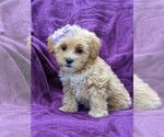 Small Photo #3 Lhasa-Poo Puppy For Sale in LINCOLN UNIV, PA, USA