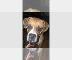 Boxer Dogs for adoption in Austin, TX, USA