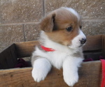 Small Photo #5 Pembroke Welsh Corgi Puppy For Sale in REDDING, CA, USA