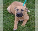 Small #5 Black Mouth Cur-German Shepherd Dog Mix