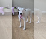 Small #1 Mutt