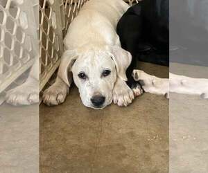 Labrador Retriever-Unknown Mix Dogs for adoption in Alexander, AR, USA