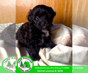 Mal-Shi Dogs for adoption in Stroudsburg, PA, USA