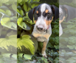 Small #3 Mutt