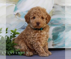 Goldendoodle (Miniature) Puppy for sale in NEWMANSTOWN, PA, USA