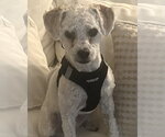 Small #4 Maltese Mix