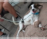 Small #1 Parson Russell Terrier-Rat Terrier Mix