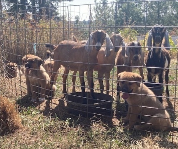 Medium Photo #3 Great Pyrenees-Rottweiler Mix Puppy For Sale in DEARY, ID, USA