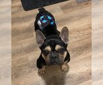 Small Photo #1 French Bulldog Puppy For Sale in St. Louis Park, MN, USA
