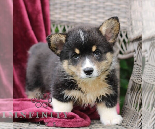 Medium Photo #5 Pembroke Welsh Corgi Puppy For Sale in LANDISBURG, PA, USA