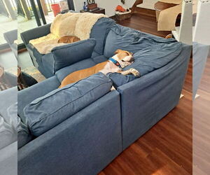 Darlin' - Female American Pit Bull Terrier-American Staffordshire Terrier Mix Dog for Adoption - Photo #5