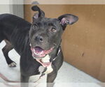 Small #1 American Pit Bull Terrier Mix