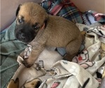 Puppy Puppy 3 Boerboel