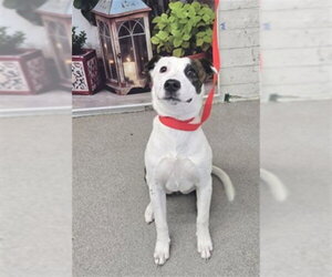 Mutt Dogs for adoption in San Bernardino, CA, USA