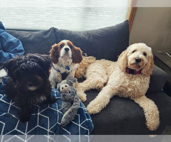 Medium Photo #3 Cavalier King Charles Spaniel Puppy For Sale in Glen Haven, WI, USA