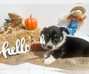 Cardigan Welsh Corgi Puppy for sale in NICHOLASVILLE, KY, USA