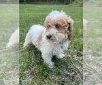 Small #41 Poodle (Miniature)