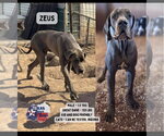 Small #3 Great Dane