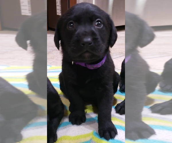 Medium Photo #6 Labrador Retriever Puppy For Sale in OLYMPIA, WA, USA