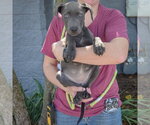 Small #2 American Staffordshire Terrier-Weimaraner Mix