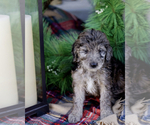 Small Photo #2 Goldendoodle Puppy For Sale in CASTLE ROCK, CO, USA