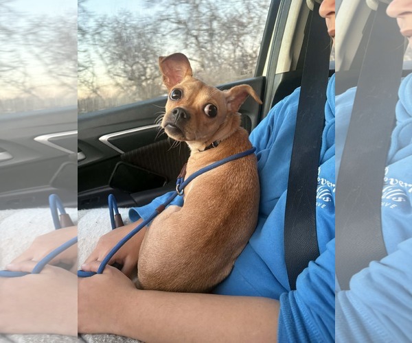 Medium Photo #3 Chug Puppy For Sale in Visalia, CA, USA