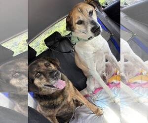 TREY - Male Mutt Dog for Adoption - Photo #5