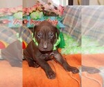 Small Photo #18 Great Dane Puppy For Sale in SPRAGGS, PA, USA