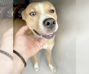 Mutt Dogs for adoption in Houston, TX, USA