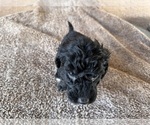 Small Photo #7 Goldendoodle (Miniature) Puppy For Sale in PAHRUMP, NV, USA