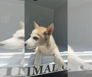 Siberian Husky Dogs for adoption in Houston, TX, USA
