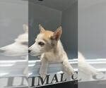 Small Siberian Husky