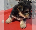 Small #3 Morkie