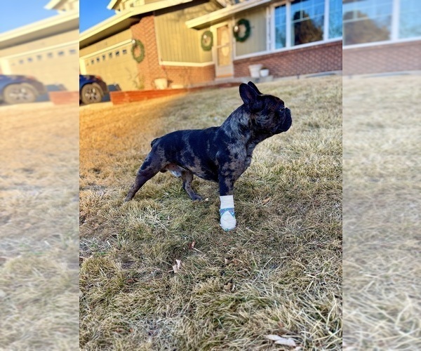 Medium Photo #1 French Bulldog Puppy For Sale in THORNTON, CO, USA