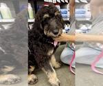 Small #2 Bernedoodle